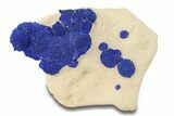 Vibrant Blue Azurite Suns on Siltstone - Australia #287971-1